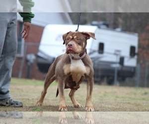 Mother of the American Bully puppies born on 02/12/2023