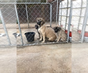 Mastiff Puppy for sale in BLOUNT SPRINGS, AL, USA