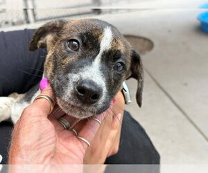 Mutt Dogs for adoption in Tulsa, OK, USA