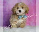 Small #2 Maltipoo