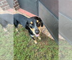 Small Photo #5 Mutt Puppy For Sale in Magnolia Springs, AL, USA