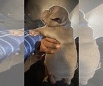 Small Photo #8 American Bully Puppy For Sale in MILLVILLE, NJ, USA