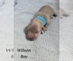 Puppy Wilson Dachshund