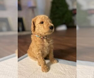 Goldendoodle Puppy for Sale in KEIZER, Oregon USA