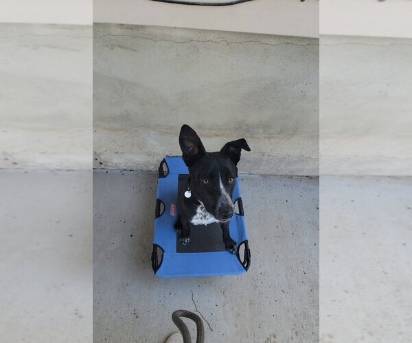 Medium Photo #15 Border-Aussie Puppy For Sale in Salt Lake City, UT, USA