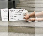 Small Photo #2 Maltese Puppy For Sale in CHINO HILLS, CA, USA