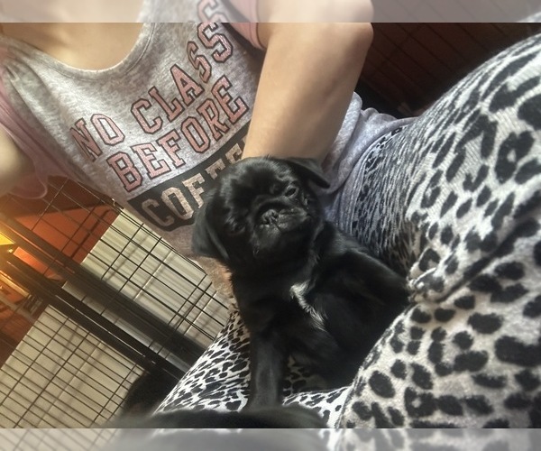 Medium Photo #7 Pug Puppy For Sale in BLOOMINGTON, IL, USA