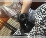 Small #6 Pug