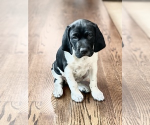 German Shorthaired Pointer Puppy for sale in CLOVIS, CA, USA