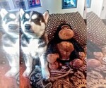 Small Photo #7 Siberian Husky Puppy For Sale in WILDOMAR, CA, USA