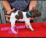 Puppy Puppy 6 German Shorthaired Pointer