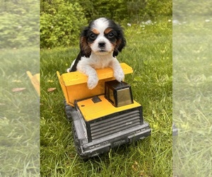 Cavalier King Charles Spaniel Puppy for sale in MIDDLEBURY, IN, USA