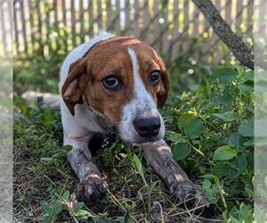 Mutt Dogs for adoption in Ocala, FL, USA