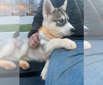 Small Photo #54 Siberian Husky Puppy For Sale in TRIMBLE, MO, USA