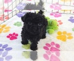 Cooper - Male Cavapoo (Miniature)-Poodle (Toy) Mix Puppy for Sale - Photo #9
