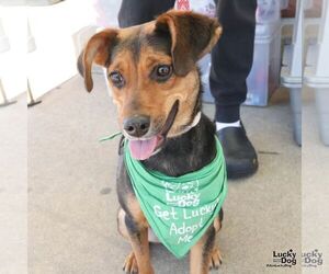 Jack-A-Bee Dogs for adoption in Washington, DC, USA