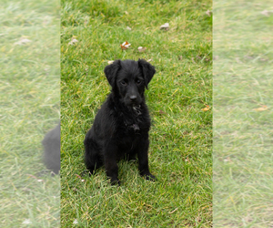 Labradoodle-Poodle (Toy) Mix Puppy for sale in NAPPANEE, IN, USA