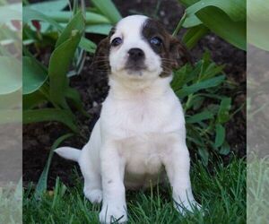 Jack Russell Terrier-Shih Tzu Mix Puppy for sale in EAST EARL, PA, USA