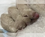 Small Photo #9 Goldendoodle Puppy For Sale in MORENO VALLEY, CA, USA
