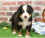 Small #1 Bernese Mountain Dog