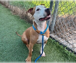 RIP - Male Mutt Dog for Adoption - Photo #2