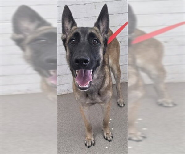Medium Photo #1 German Shepherd Dog Puppy For Sale in San Bernardino, CA, USA