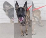 RORY - Female German Shepherd Dog Dog for Adoption - Small photo