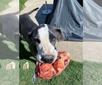 Small #1 Great Dane