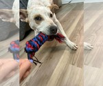 Small #9 Mutt