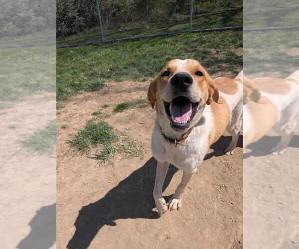 Medium Photo #2 Coonhound-Great Pyrenees Mix Puppy For Sale in Silver Spring, MD, USA