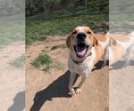 Small #1 Coonhound-Great Pyrenees Mix