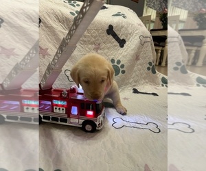 Labrador Retriever Puppy for sale in WEBSTER, FL, USA