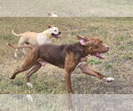 Small Photo #5 Mastiff-Staffordshire Bull Terrier Mix Puppy For Sale in Houston, TX, USA