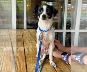 Mira - Female Chihuahua-Unknown Mix Dog for Adoption - Photo #3