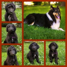 Cadoodle Puppy for sale in TWIN FALLS, ID, USA