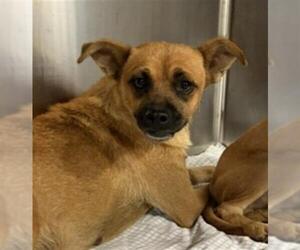 Chihuahua Dogs for adoption in Bakersfield, CA, USA