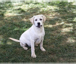 Silvermist - Female Labrador Retriever Puppy for Sale - Photo #3