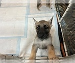 Small Photo #10 Dutch Shepherd Dog-German Shepherd Dog Mix Puppy For Sale in MENIFEE, CA, USA