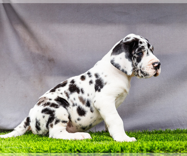Medium Photo #3 Great Dane Puppy For Sale in WAKARUSA, IN, USA