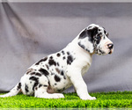 Small #2 Great Dane