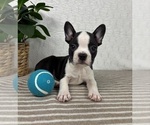 Small #2 Boston Terrier