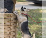 Small Photo #4 Chihuahua Puppy For Sale in Yardley, PA, USA