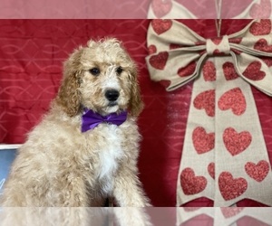 Goldendoodle Puppy for sale in LANCASTER, PA, USA