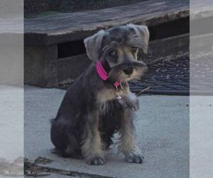 Schnauzer (Miniature) Puppy for sale in BROOKSVILLE, FL, USA