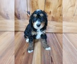 Small Photo #5 Miniature Bernedoodle Puppy For Sale in LAKE CITY, FL, USA
