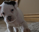 Small Photo #4 Boxer Puppy For Sale in HERRIMAN, UT, USA