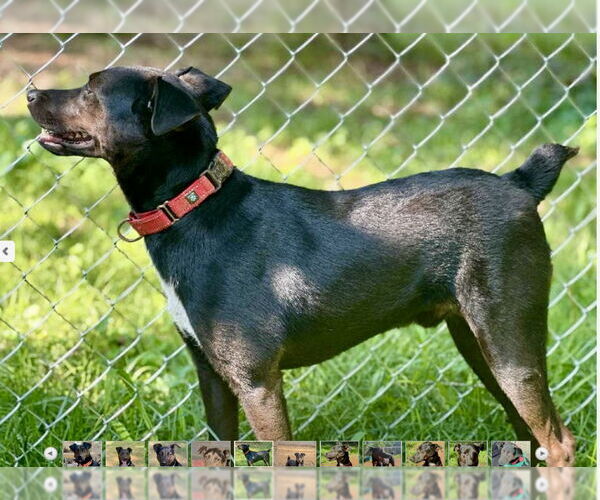 Medium Photo #7 Labrador Retriever-Unknown Mix Puppy For Sale in Rustburg, VA, USA
