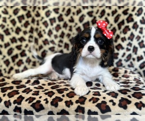 Cavalier King Charles Spaniel Puppy for Sale in LAKELAND, Florida USA