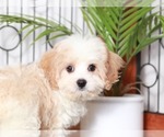 Small Photo #2 Cav-A-Malt Puppy For Sale in NAPLES, FL, USA