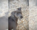 Small Photo #2 Labrador Retriever-Unknown Mix Puppy For Sale in Rowayton, CT, USA